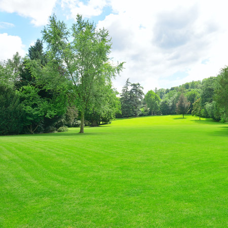 Beautiful meadow in the park                                    