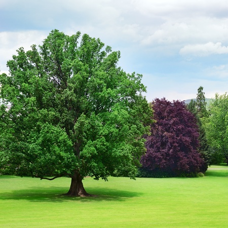 Beautiful meadow in the park                                    の写真素材