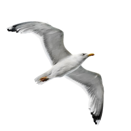 seagull isolated on white background                          の写真素材