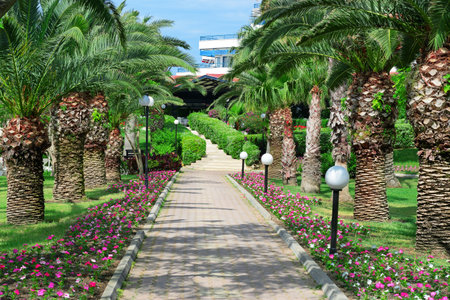 Beautiful palm alley in the park.                                    のeditorial素材
