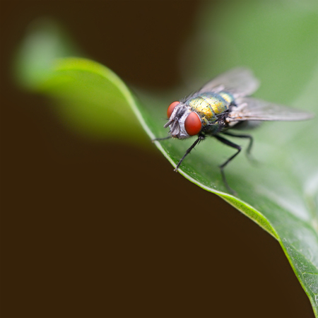 Large fly on a green leaf                                   の写真素材