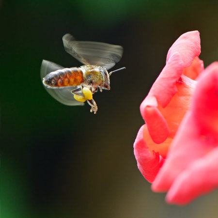 honey bee collects flower nectar                                    