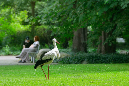 Stork on the green grass                                    の写真素材