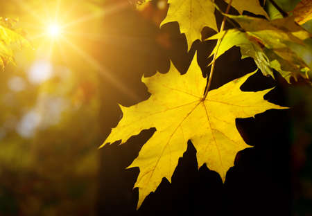 Autumn maple leaf in the sunの写真素材