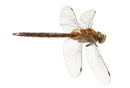 dragonfly isolated on a white backgroundの写真素材