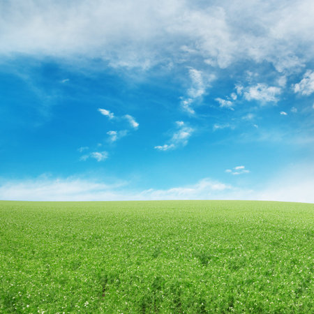 Pea field and blue sky