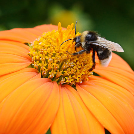 Big bumble bee on flowerの写真素材