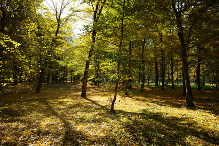 Fallen leaves in autumn forest