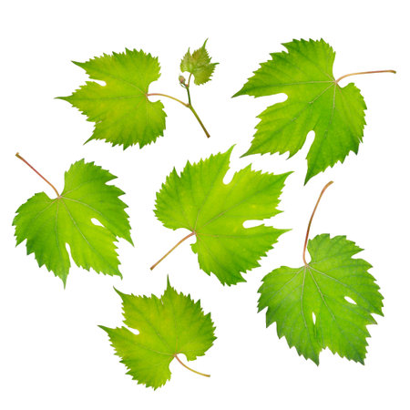 fresh grape leaves isolated on whiteの写真素材