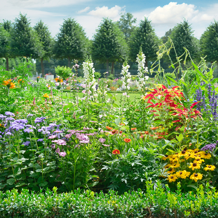 Blossoming flowerbed in the parkの写真素材
