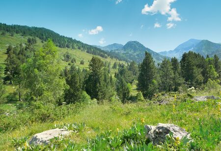 Beautiful pine trees on background high mountains.の写真素材