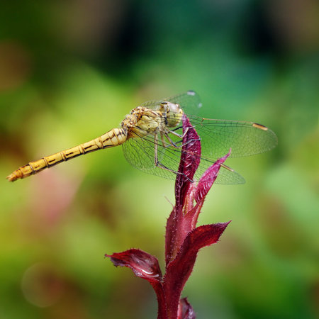 Large dragonfly on leaf flowerの写真素材