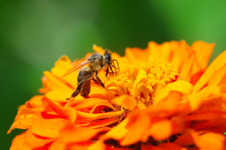 honey bee collects flower nectar