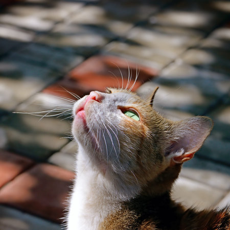 Beautiful cat lit by sunlight