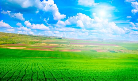 Beautiful sunset on green fieldの写真素材