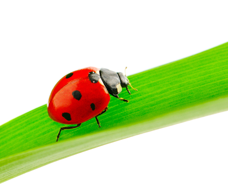 ladybird on green leaf isolated on whiteの写真素材