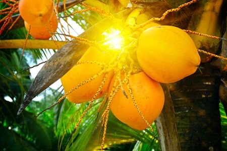 sunlight through the leaves of palm treesの写真素材