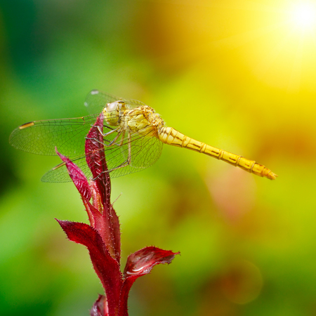 Large dragonfly illuminated by the sunの写真素材