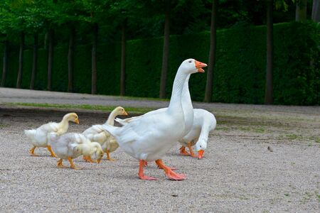 Adult geese and young goslings in parkの写真素材