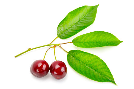 fruits of sweet cherry and fresh leaves isolated on white background