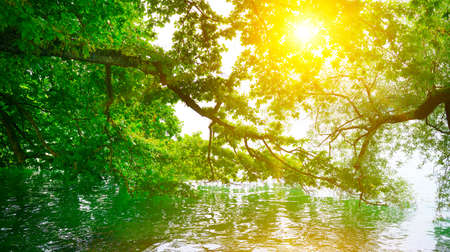 Bright sunrise on shore of picturesque lakeの写真素材