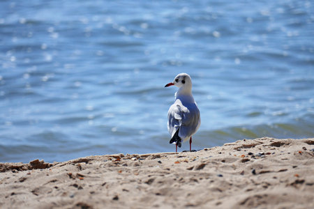 Seagull standing on the sand on the sea background. Shallow depth of field.