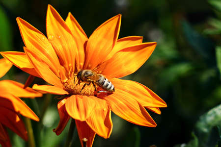 Most bee collects nectar on a flower and pollinate the plant.の写真素材