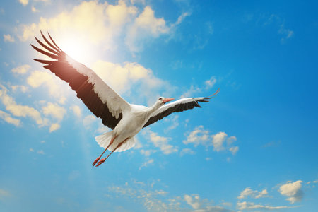 White stork flying in the sky on background of the sun.の写真素材