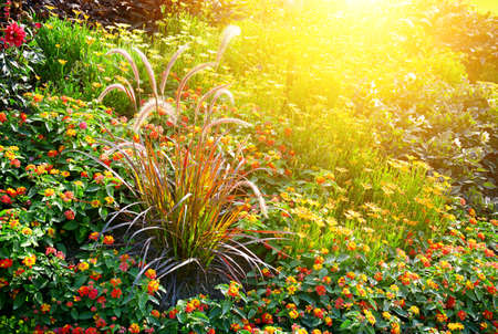 Colorful flower bed illuminated by sunlight. Natural background.の写真素材
