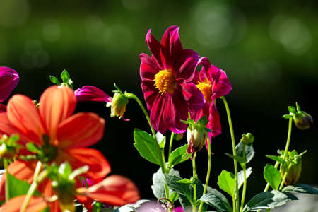 Multicolored Dahlias on dark green blurry backgroundの写真素材
