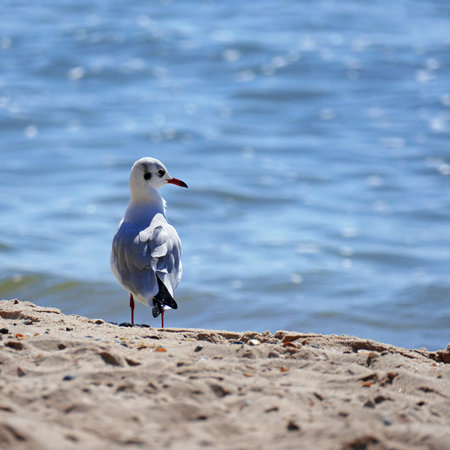 Seagull standing on the sand on sea background. Shallow depth of field.
