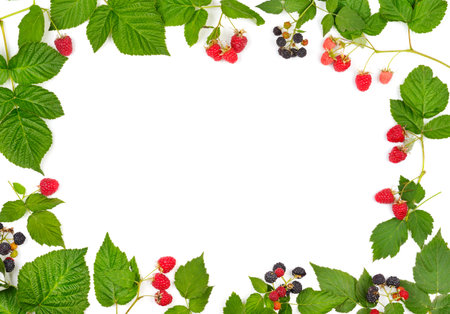 Frame of ripe raspberries and blackberries isolated on white background.の写真素材