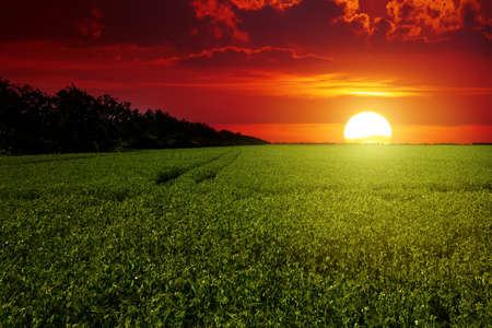 Bright red scenic sunrise over a field of peas.の写真素材