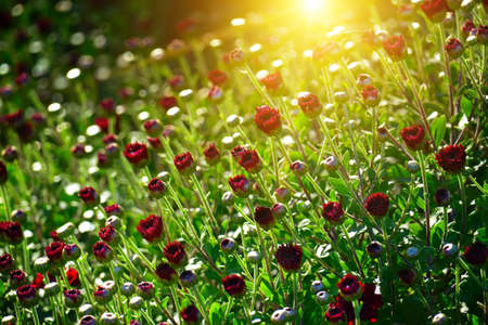 Red chrysanthemums on a bed at dawn.の写真素材