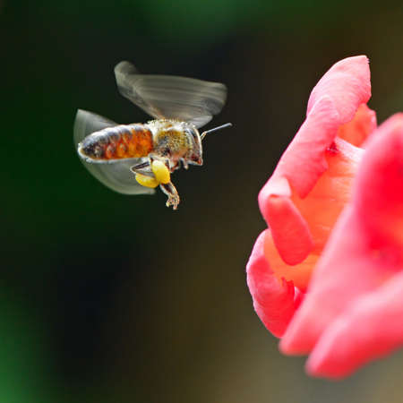 honey bee collects flower nectar                                    の写真素材