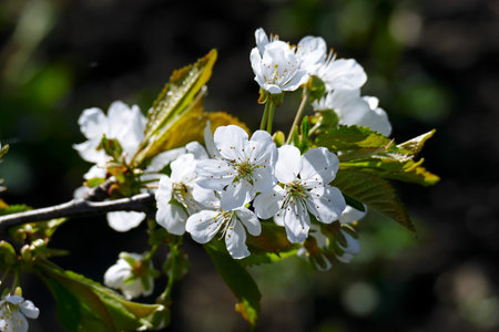 White flowers of sweet cherry on a green background.