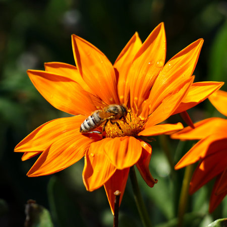 Most bee collects nectar on flower and pollinate the plant.