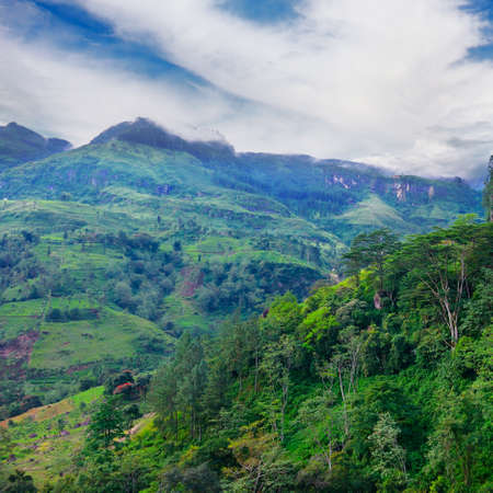 Mountain overgrown tropical forest in the central part Sri Lanka.の写真素材