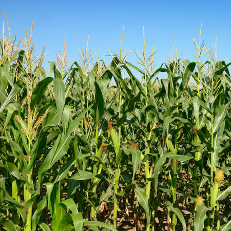 Maize stalks on the blue sky background. Cornfield.