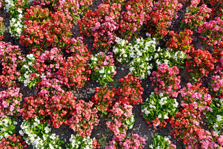 Multicolored flowers on flowerbed. Floral background. Top view.の写真素材