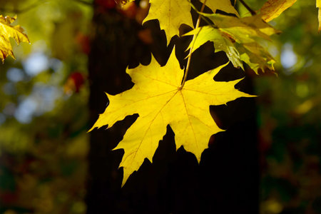 yellow autumn leaves on dark backgroundの写真素材