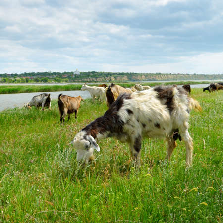 Herd of goats and sheep grazing in the pasture near the big lake.の写真素材