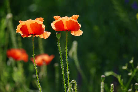 Red poppies in sunlight. Copy spaceの写真素材