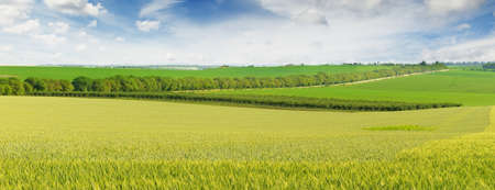 Wheat field on bright sunny day.の写真素材