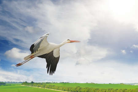 Flying stork on background of green spring field and blue skyの写真素材