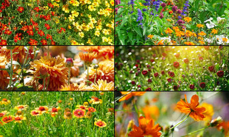 Set panoramic photos variety flowering flowers.の写真素材