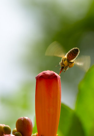 Honey bee pollinates flower. Copy space