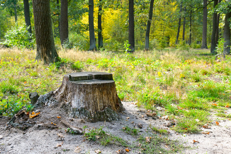 Stump from felled tree in forest with moss and green grass around.