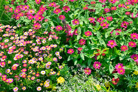 Colorful flowers in summer garden