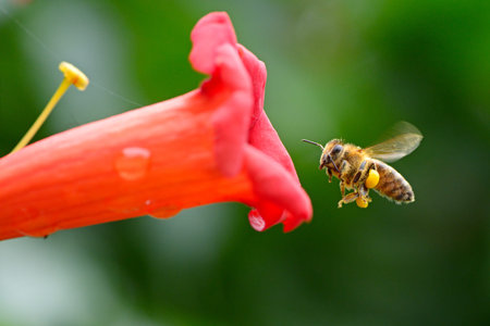 Flying honey bee near bright red flower liana Campsis